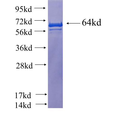 Recombinant human FXR1 SDS-PAGE