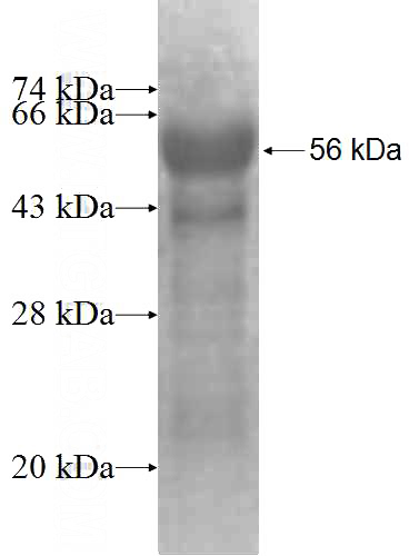 Recombinant Human TRIM15 SDS-PAGE