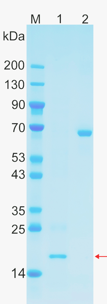 Recombinant MCL1 protein (His tag) SDS-PAGE