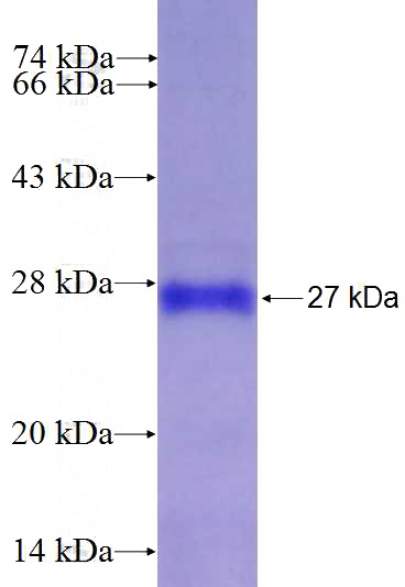 Recombinant Human SYDE1 SDS-PAGE