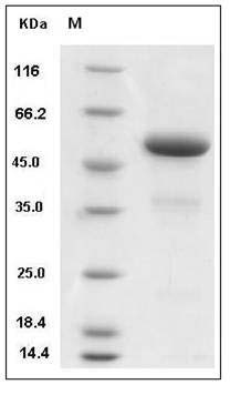 Mouse IFNA2 / Interferon alpha 2 Protein (Fc Tag) SDS-PAGE