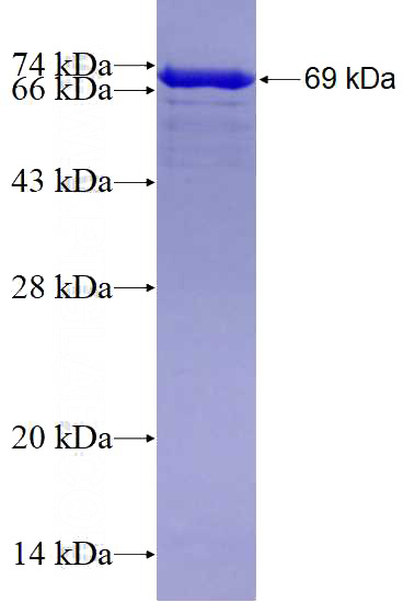 Recombinant Human HSP90AB1 SDS-PAGE