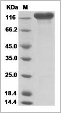 Human Siglec-2 / CD22 Protein (Fc Tag)