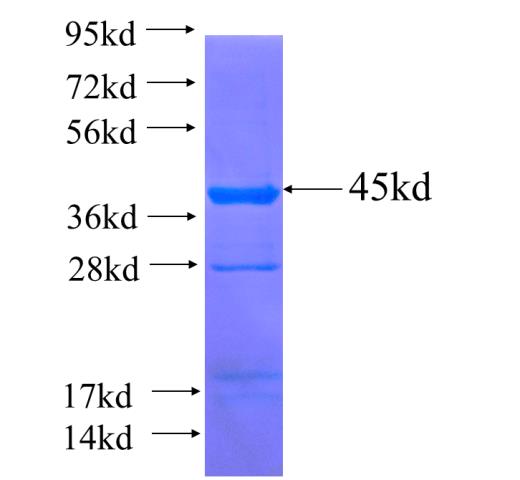 Recombinant human INTS3 SDS-PAGE