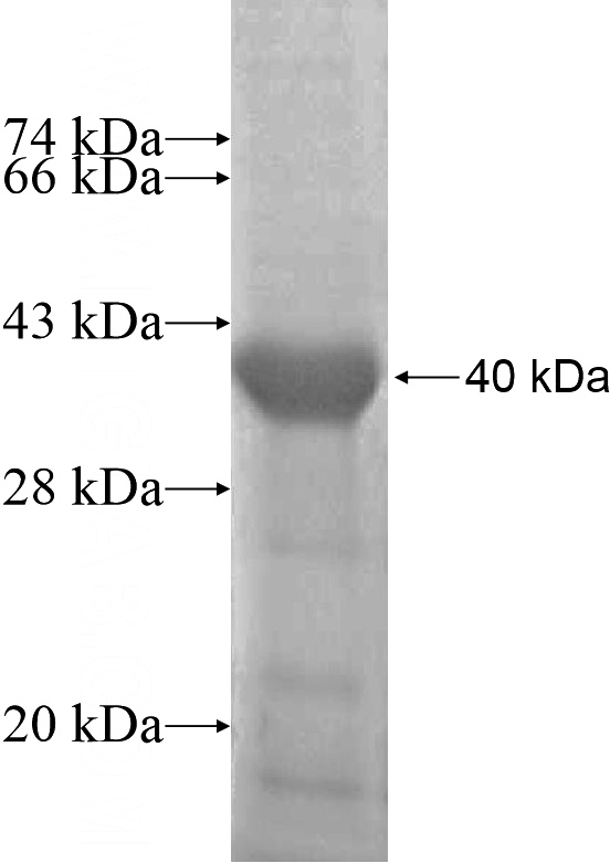 Recombinant Human TBX4 SDS-PAGE