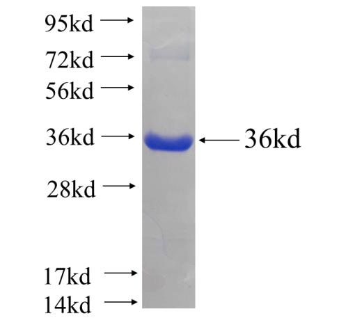 Recombinant human GRB10 SDS-PAGE