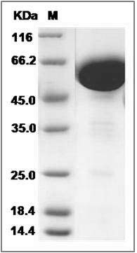 Cynomolgus CD200 Protein (Fc Tag) SDS-PAGE