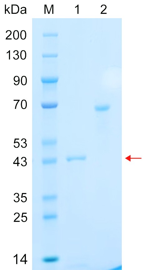 Recombinant UFL1 protein (His tag) SDS-PAGE