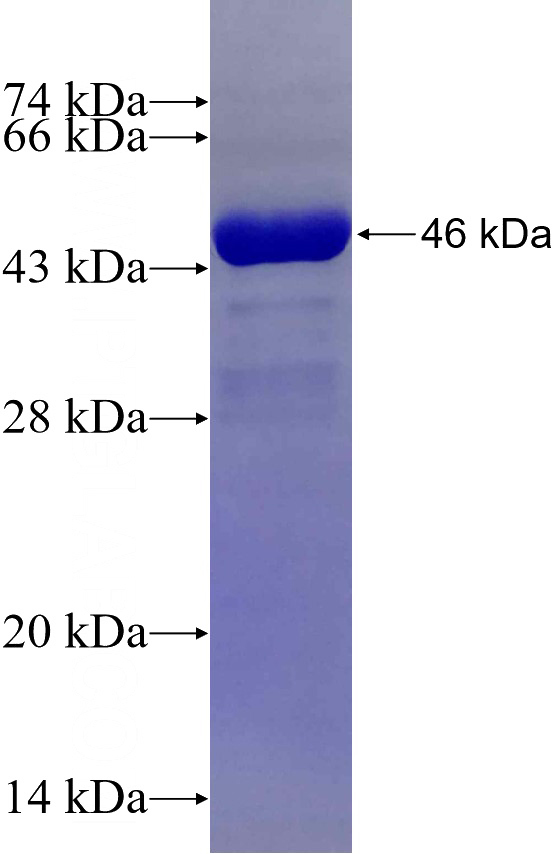 Recombinant Human NUDT3 SDS-PAGE