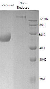 Human CTLA4/CD152 (Fc tag) recombinant protein