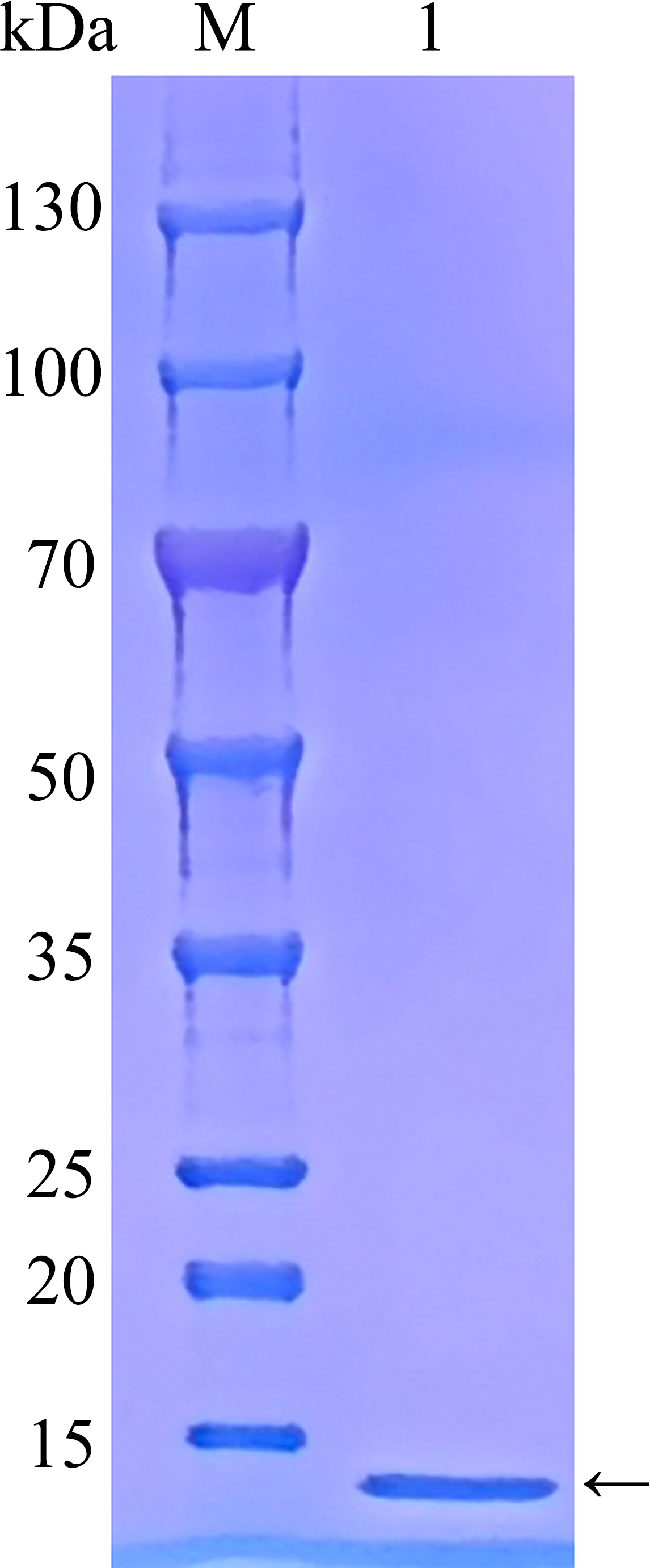 Recombinant human SV2C SDS-PAGE