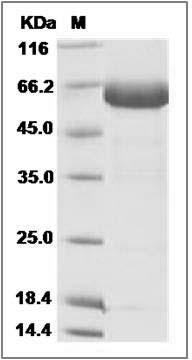 Cynomolgus / Rhesus EpCAM / TROP-1 / TACSTD1 Protein (Fc Tag) SDS-PAGE