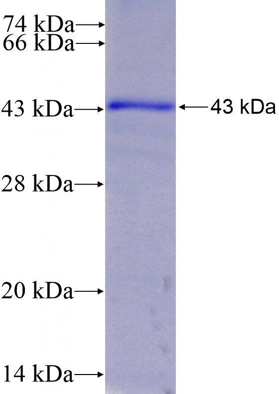 Human TRIM13 Recombinant protein (6*His tag)