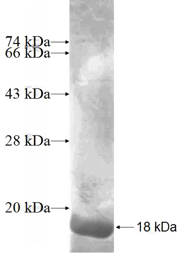 Recombinant Human NUTF2 SDS-PAGE