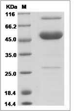 Cynomolgus / Rhesus M-CSF / CSF-1 Protein (Fc Tag)