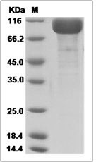 Alpl protein SDS-PAGE