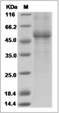 Cynomolgus CLEC4E / CLECSF9 Protein (Fc Tag)