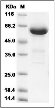 Cynomolgus CD73 / NT5E Protein (His Tag)