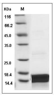Canine IL21 / Interleukin 21 Protein SDS-PAGE