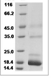 Mouse Prealbumin/Transthyretin Protein 15474