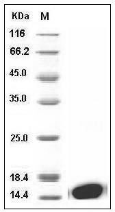 Mouse FABP4 / ALBP / A-FABP Protein (His Tag) SDS-PAGE