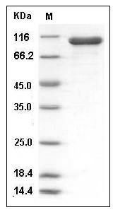 Human STAT1 / p91 Protein (His & GST Tag) SDS-PAGE