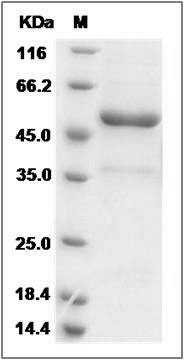 Rat TNFSF12 Protein (Fc Tag) SDS-PAGE