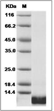 Canine IL-8 / CXCL8 Protein SDS-PAGE