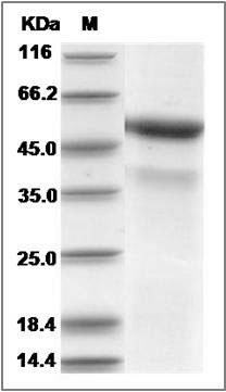 Cynomolgus CD40L / CD154 / TNFSF5 Protein (Fc Tag) SDS-PAGE