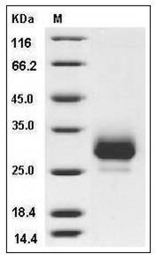 Cynomolgus CD32b / FCGR2B Protein (His Tag) SDS-PAGE