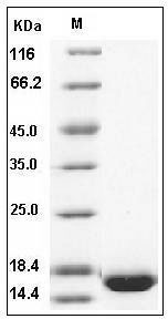 Human bFGF / FGF2 Protein SDS-PAGE