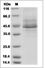 MRAP protein SDS-PAGE