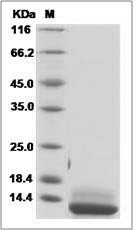 Human IL-15 / IL15 / Interleukin 15 Protein