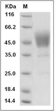 Rat CD24 / Ly-52 / CD24A Protein (Fc Tag) SDS-PAGE