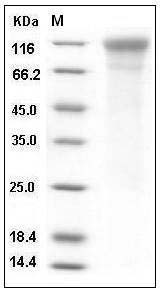 Human CD50 / ICAM-3 Protein (His Tag) SDS-PAGE