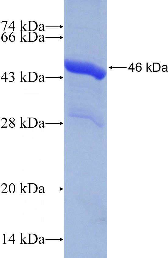 Recombinant Human NF45 SDS-PAGE