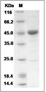 Human ENO3 / beta-enolase Protein (His Tag) SDS-PAGE