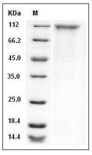 Mouse CD180 / RP105 Protein (Fc Tag) SDS-PAGE