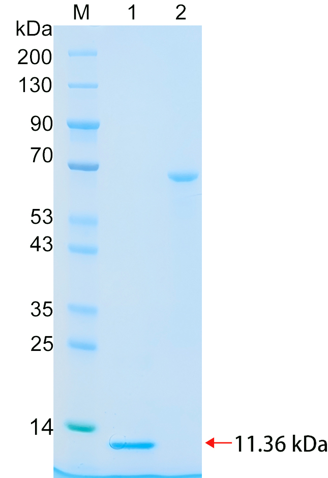 Recombinant GSDMD protein (His tag) SDS-PAGE