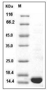 Rat TNF-alpha / TNFA Protein SDS-PAGE
