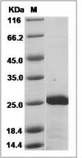 Human NUDT1 / MTH1 Protein (His Tag)