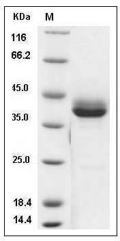 Cynomolgus CD3e / CD3 epsilon Protein (Fc Tag) SDS-PAGE