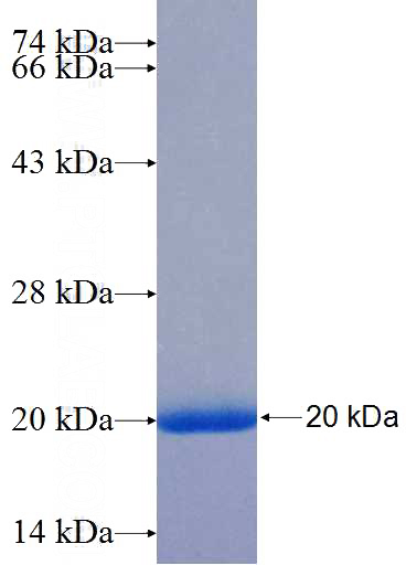 Recombinant Human EXT1 SDS-PAGE