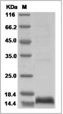 Human GFER / ALR Protein (His Tag) SDS-PAGE