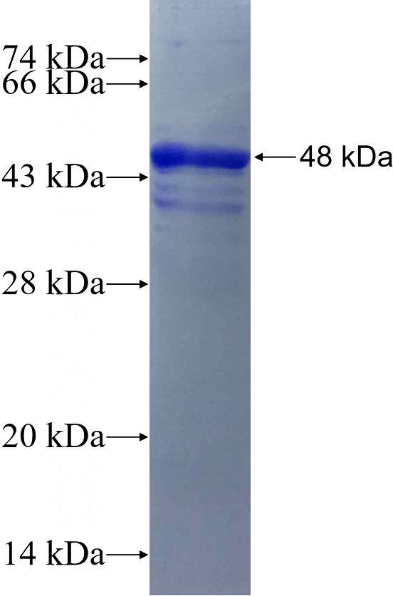 Human CD48 Recombinant protein (GST tag)