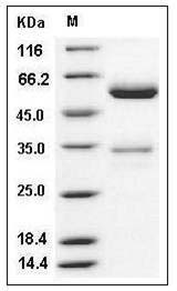 Mouse JAM-A / F11R Protein (Fc Tag) SDS-PAGE