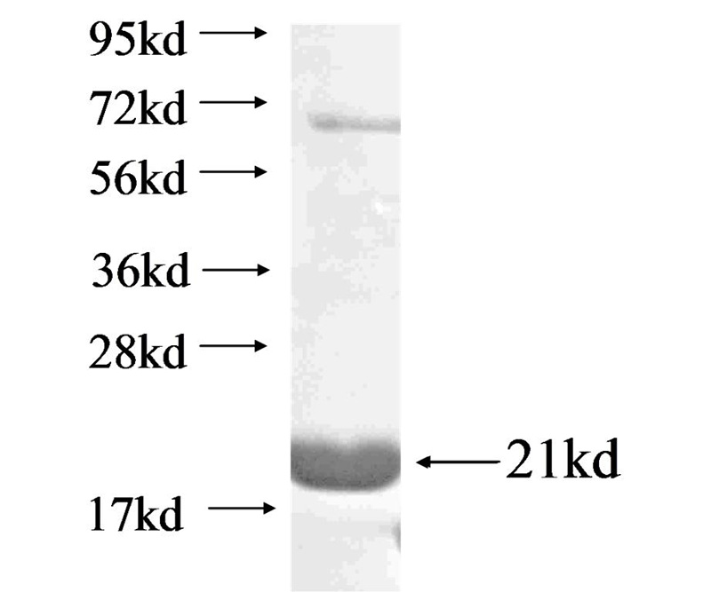 Recombinant Arabidopsis thaliana PHOT2 SDS-PAGE