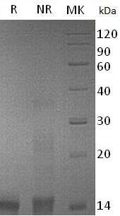 Mouse Cxcl9/Mig/Scyb9 recombinant protein
