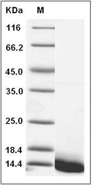 Human Defensin / Beta-defensin 3 / DEFB103 Protein (His Tag) SDS-PAGE