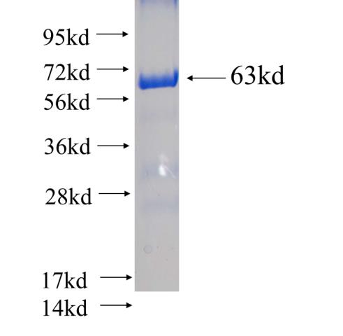 Recombinant Arabidopsis thaliana AtSULT202A1 SDS-PAGE
